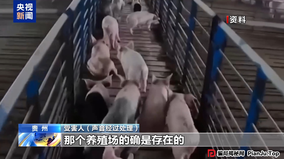 【金融普法】假养猪 真骗局 警惕披着“云养经济”外衣的非法集资