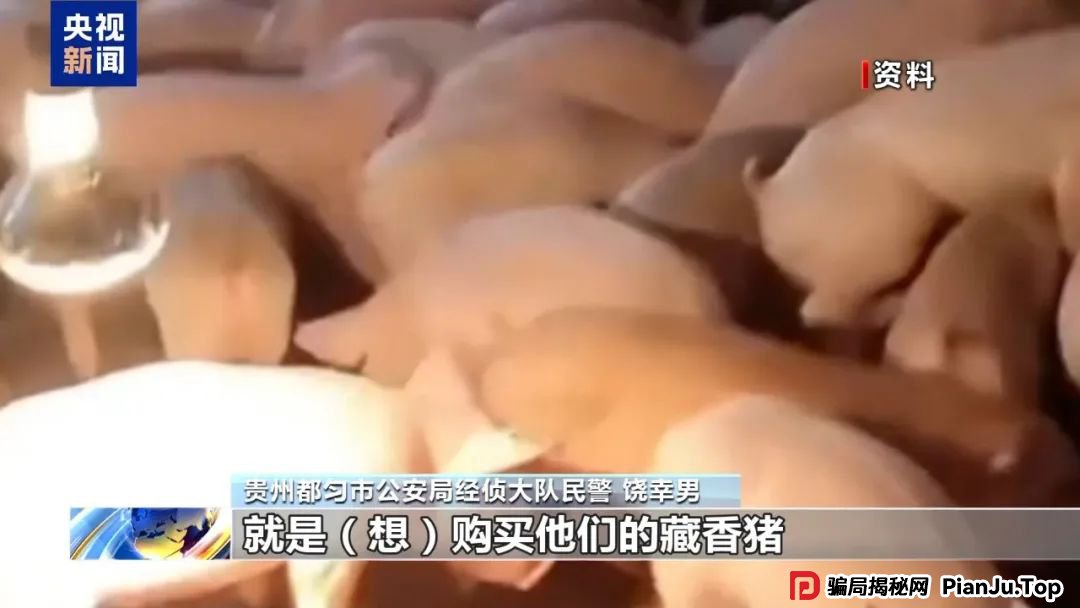 【金融普法】假养猪 真骗局 警惕披着“云养经济”外衣的非法集资