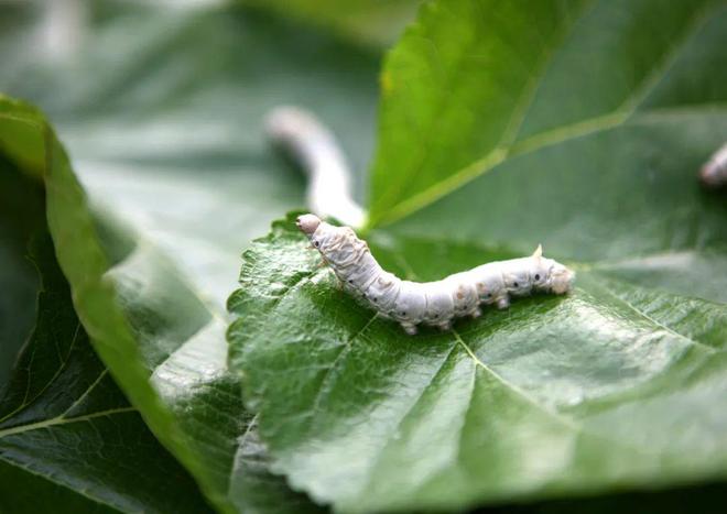 孩子养蚕感悟生命,有人做蚕的生意年入千万 孩子养蚕感悟生命,有人做蚕的生意年入千万